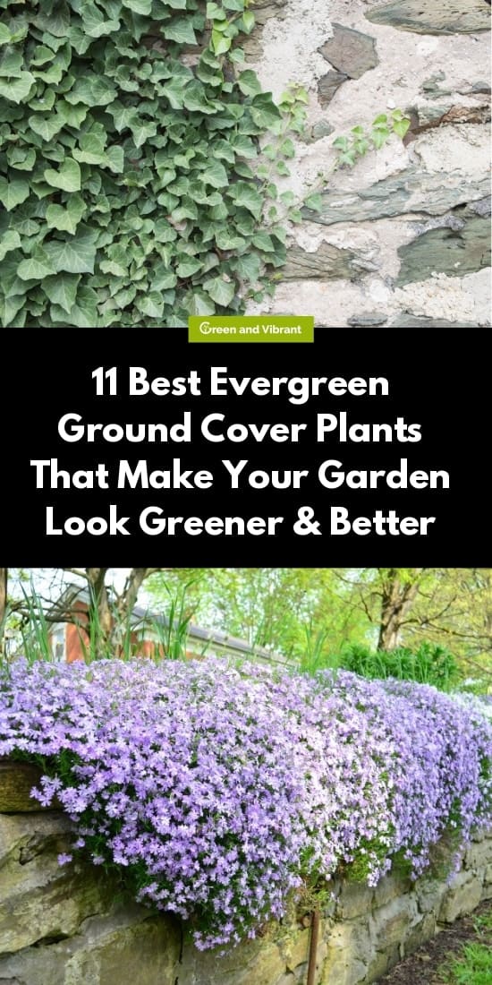 11 Best Evergreen Ground Cover Plants That Make Your Garden Look Greener & Better
