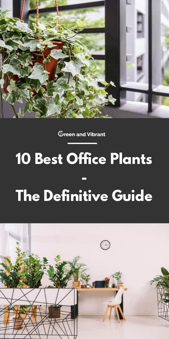 10 Best Office Plants - The Definitive Guide