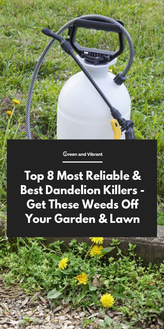 Top 8 Most Reliable & Best Dandelion Killers - Get These Weeds Off Your Garden & Lawn