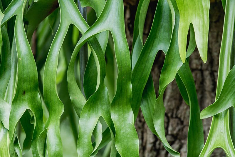 staghorn fern leaves close-up