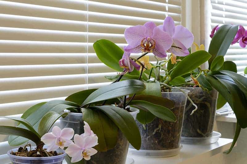 Transparent orchid pots by the window