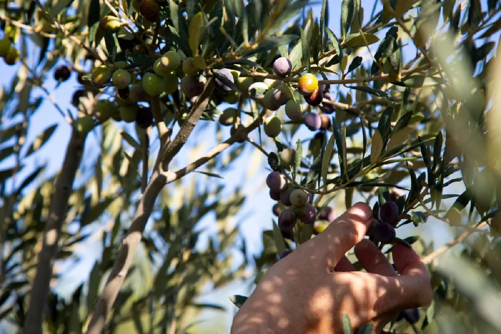 Arbequina Olive Tree - USDA Organic 