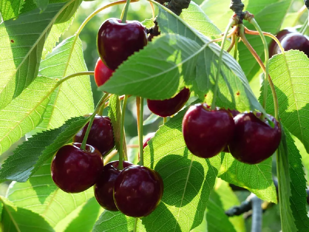 Bing Cherry for Sale 2