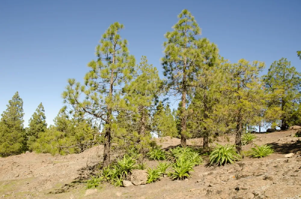 Canary Island Pine Tree