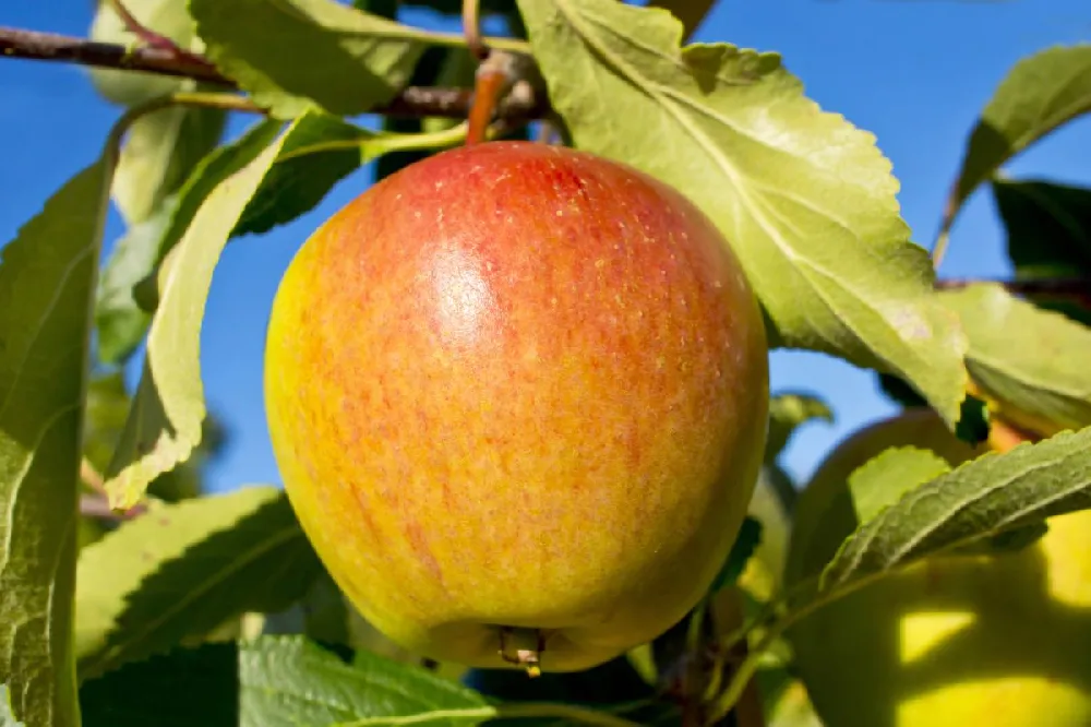 Cox's Orange Pippin Apple Tree