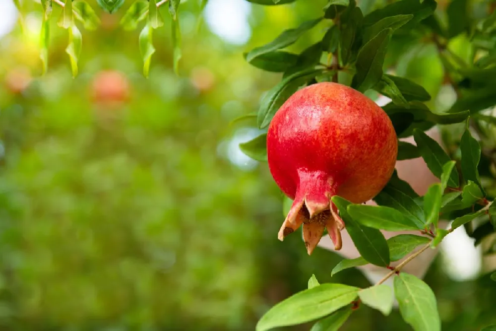 Eversweet Pomegranate Tree