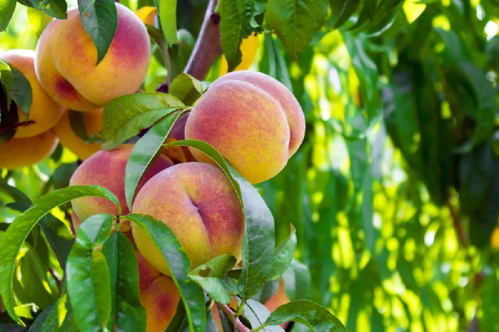Harvester Peach Tree - USDA Organic