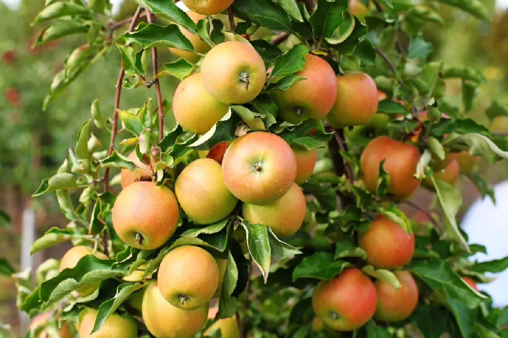 Jonagold Apple Tree