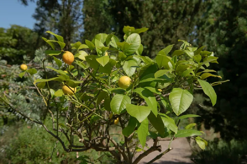 Meyer Lemon Gift Tree