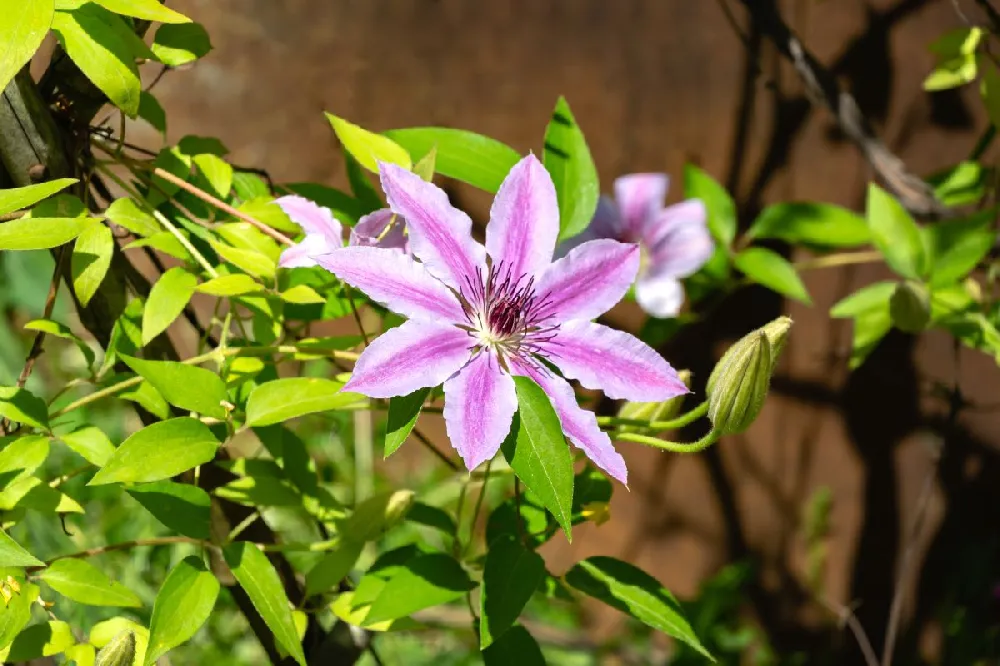 Nelly Moser Clematis Vine