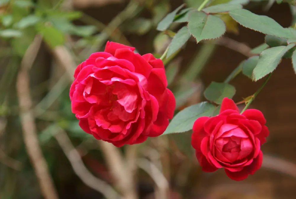 Oso Easy® Double Red Rose