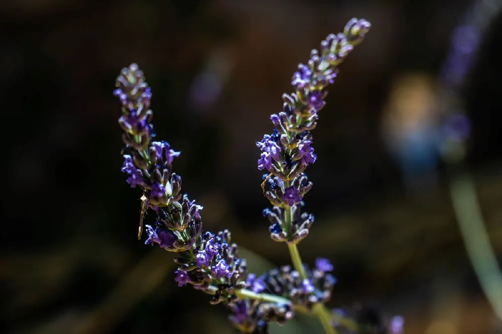 Phenomenal™ Lavender Plant 
