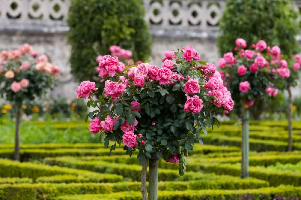 Pink Double Knockout Rose Tree 