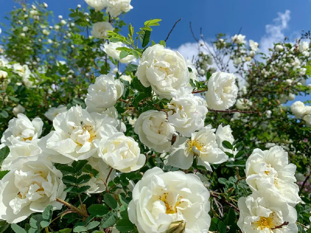 Pretty Polly® White Rose