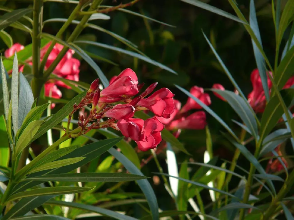 Red Oleander 2