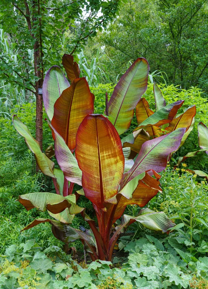 Red Abyssinian Banana 3