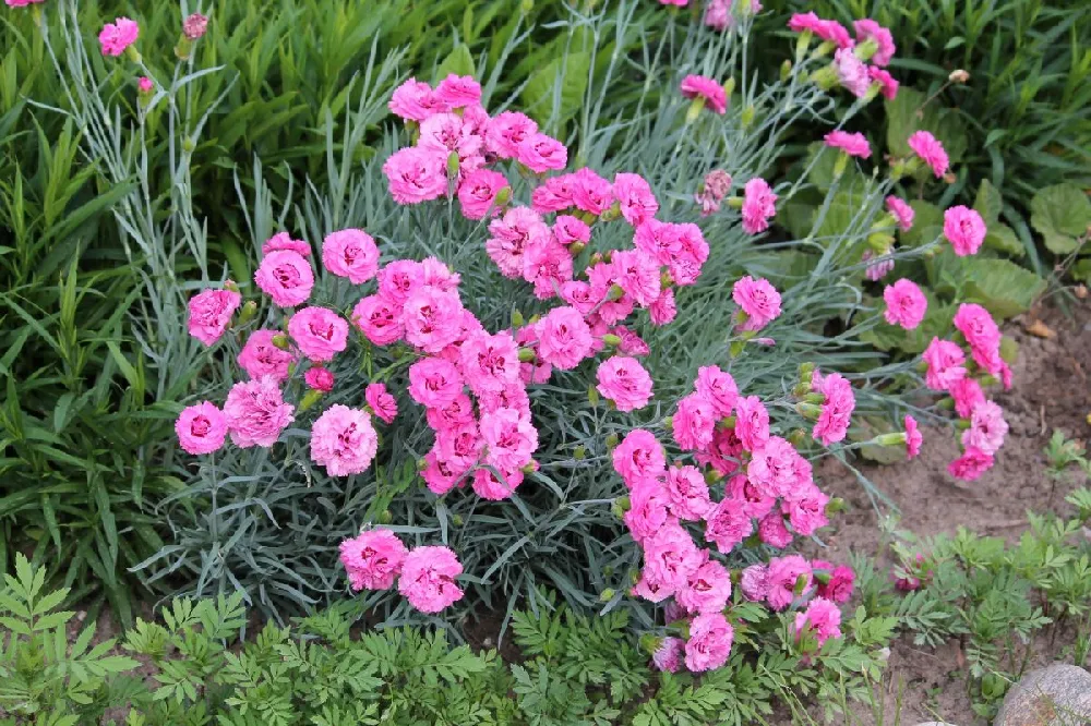 Scent First® Tickled Pink Dianthus Plant