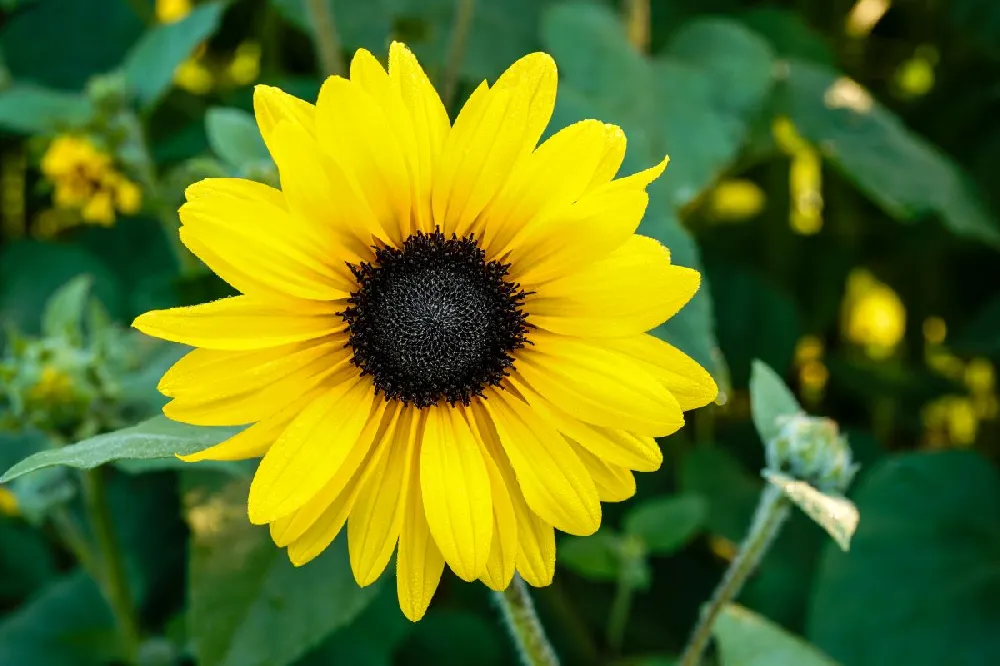 Sunfinity' Sunflower