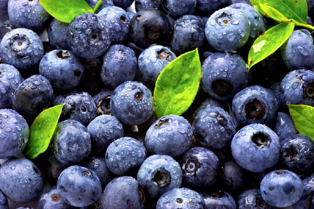 Tifblue Blueberries